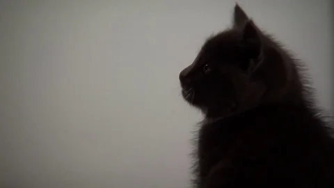 Kittens Being Cute Stock Footage 84576364