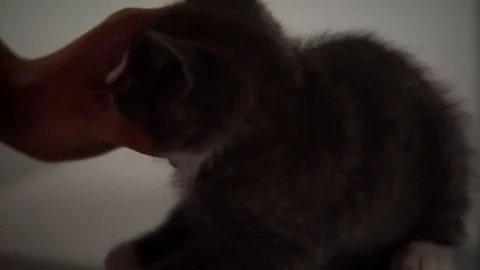 Kittens Being Cute Stock Footage 84576379