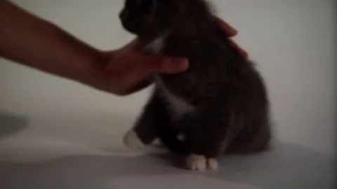 Kittens Being Cute Stock Footage 84576435