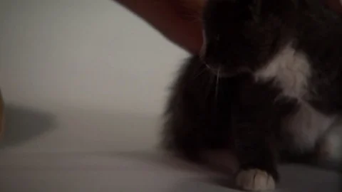 Kittens Being Cute Stock Footage 84576468