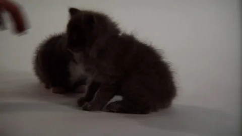 Kittens Being Cute Stock Footage 84576579
