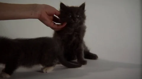Kittens Being Cute Stock Footage 84576591
