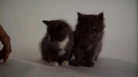 Kittens Being Cute Stock Footage 84576629