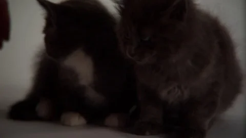 Kittens Being Cute Stock Footage 84576635