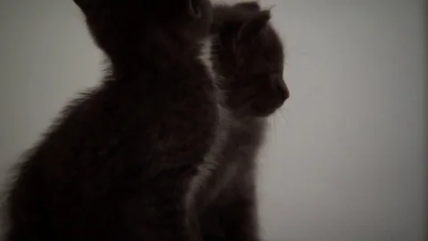 Kittens Being Cute Stock Footage 84576702