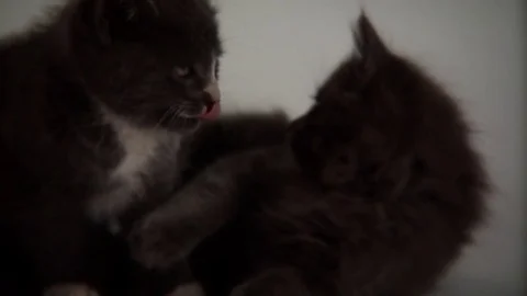 Kittens Being Cute Stock Footage 84576712