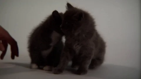 Kittens Being Cute Stock Footage 84576743