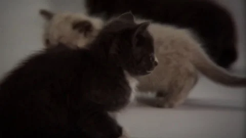 Kittens Being Cute Stock Footage 84576789
