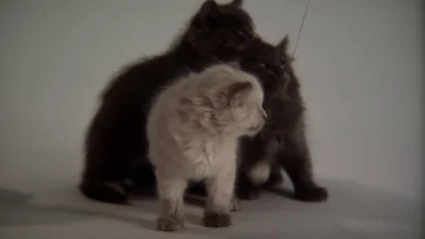 Kittens Being Cute Stock Footage 84576810