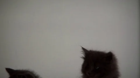 Kittens Being Cute Stock Footage 84576837