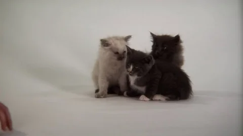 Kittens Being Cute Stock Footage 84576871