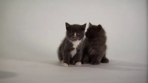 Kittens Being Cute Stock Footage 84576912