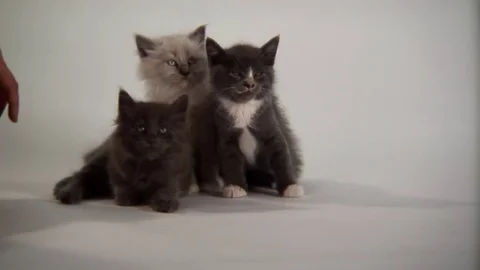 Kittens Being Cute Stock Footage 84576978