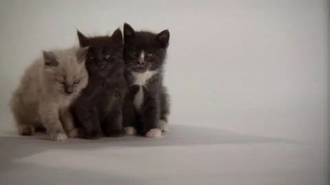 Kittens Being Cute Stock Footage 84577010