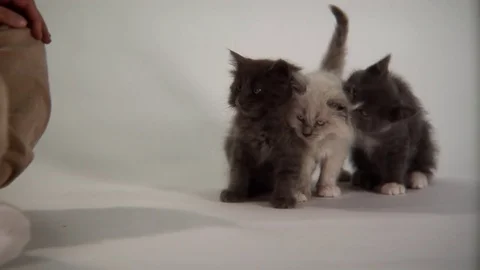 Kittens Being Cute Stock Footage 84577012