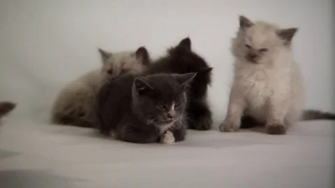Kittens Being Cute Stock Footage 84577070