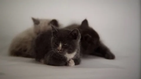 Kittens Being Cute Stock Footage 84577192