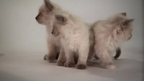 Kittens Being Cute Stock Footage 84577204