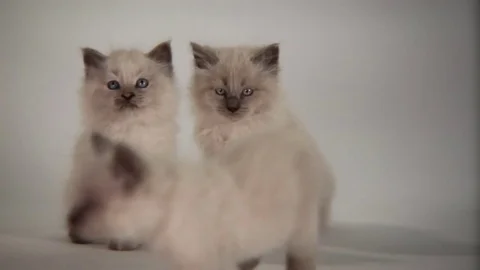 Kittens Being Cute Stock Footage 84577480