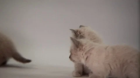 Kittens Being Cute Stock Footage 84577589
