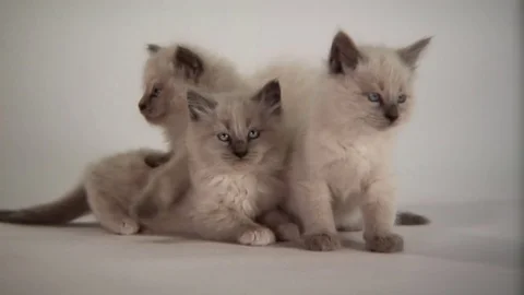 Kittens Being Cute Stock Footage 84577674