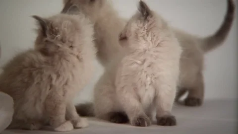 Kittens Being Cute Stock Footage 84577766