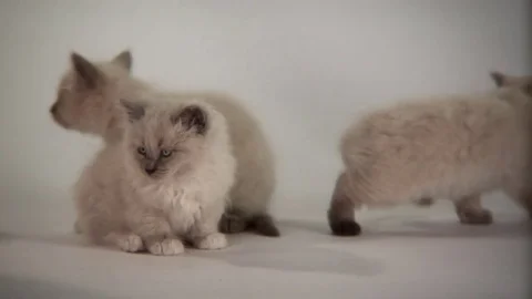 Kittens Being Cute Stock Footage 84577967