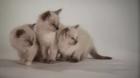 Kittens Being Cute Stock Footage 84578200