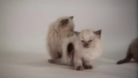 Kittens Being Cute Stock Footage 84578218