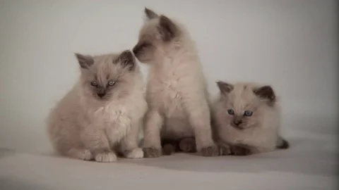 Kittens Being Cute Stock Footage 84578271