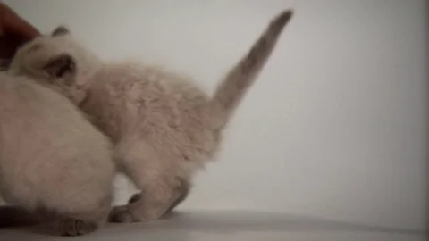 Kittens Being Cute Stock Footage 84578273