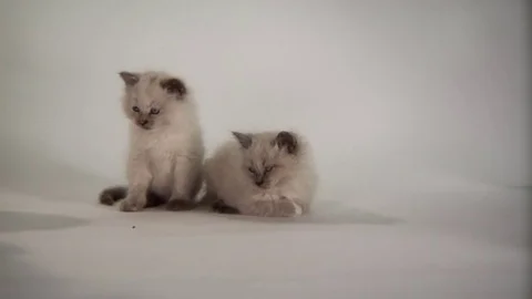 Kittens Being Cute Stock Footage 84578458