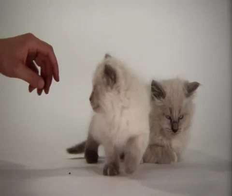 Kittens Being Cute Stock Footage 84578572