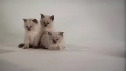 Kittens Being Cute Stock Footage 84578605
