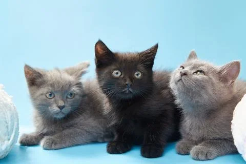 Kittens on a blue background with balls of soft yarn nearby. Stock Photos