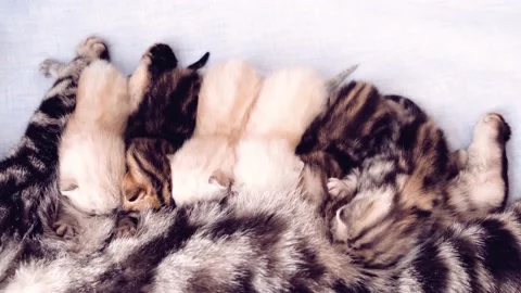 Kittens on a blue background. Little kittens sleep upside down in a row. Stock Footage 171358981