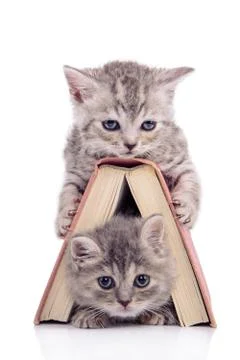 Kittens with book Stock Photos