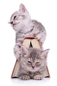 Kittens with book Stock Photos
