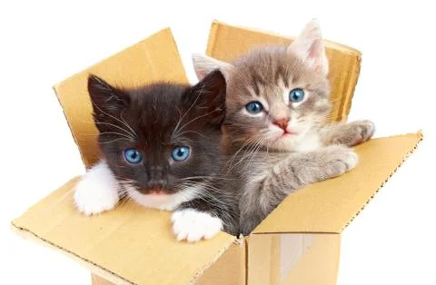 Kittens in box Foto stock