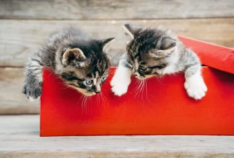 Kittens in the box Stock Photos