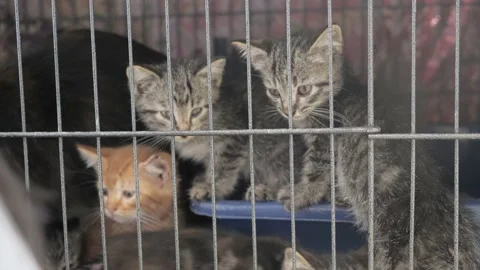 Kittens in cage Stock Footage 146310563