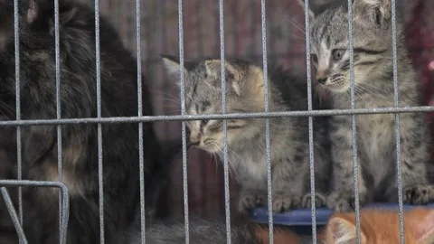 Kittens in cage Stock Footage 146310758