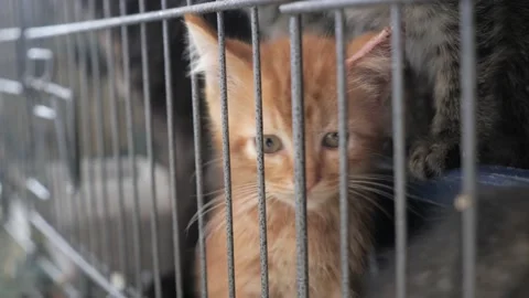 Kittens in cage Stock Footage 146631824