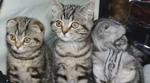 Kittens for cat show Stock Footage 30588306