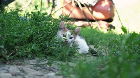 Kittens &amp; Cats Stock Footage 135664099