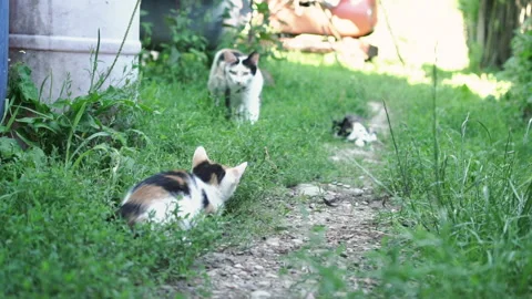 Kittens &amp; Cats Stock Footage 135664131