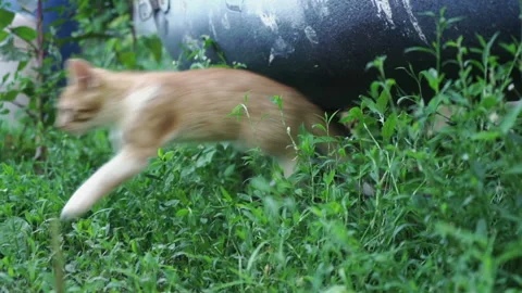 Kittens &amp; Cats Stock Footage 135664247