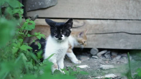 Kittens &amp; Cats Stock Footage 135664253