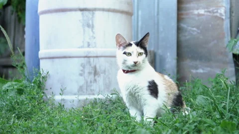 Kittens &amp; Cats Stock Footage 135664309