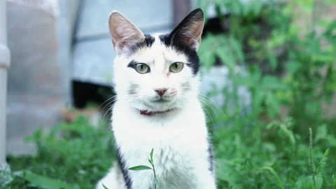 Kittens &amp; Cats Stock Footage 135664353